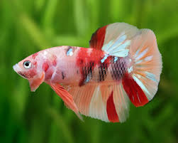 Koi Betta